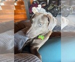 Small #2 Blue Lacy