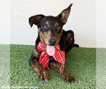 Small Photo #2 Miniature Pinscher-Unknown Mix Puppy For Sale in San Diego, CA, USA