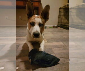 Trotter - Male Mutt Dog for Adoption - Photo #8