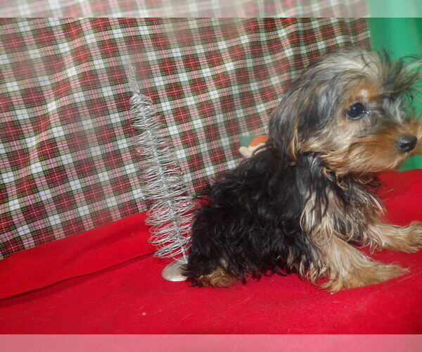 Medium Photo #3 Yorkshire Terrier Puppy For Sale in PATERSON, NJ, USA