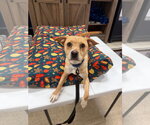 Small #2 American Pit Bull Terrier-Beagle Mix