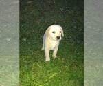 Puppy 5 Goldendoodle-Labrador Retriever Mix