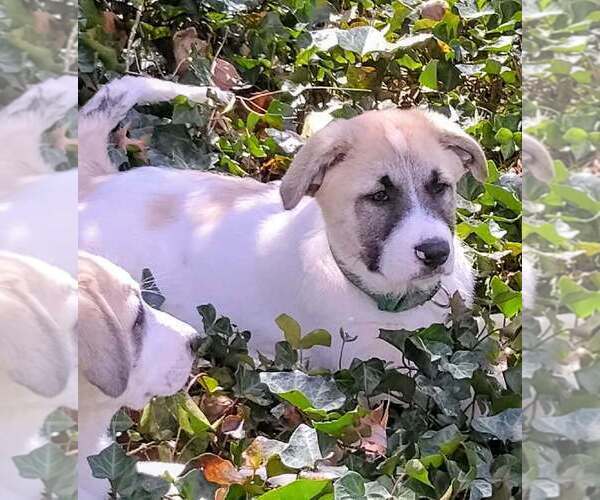 Medium Photo #21 German Shepherd Dog-Great Pyrenees Mix Puppy For Sale in JONESBORO, GA, USA