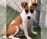 Small Boxer Mix