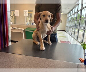 Labrador Retriever-Unknown Mix Dogs for adoption in Plano, TX, USA