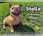 Small #1 French Bulldog