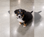 Small Photo #8 Mutt Puppy For Sale in Mooresville, NC, USA