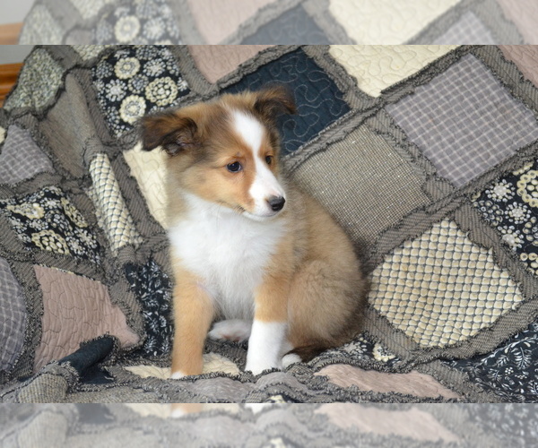 Medium Photo #21 Shetland Sheepdog Puppy For Sale in GREENWOOD, WI, USA