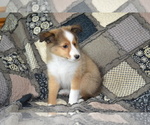 Small Photo #21 Shetland Sheepdog Puppy For Sale in GREENWOOD, WI, USA