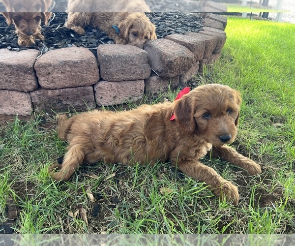 Medium Photo #5 Goldendoodle Puppy For Sale in SAINT GEORGE, UT, USA