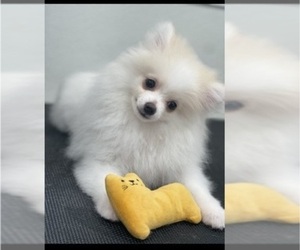 Pomeranian Puppy for Sale in FORT LAUDERDALE, Florida USA