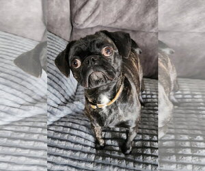 Pug-Unknown Mix Dogs for adoption in Dublin, OH, USA