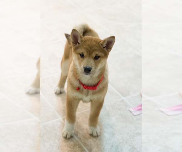 Medium Photo #3 Shiba Inu Puppy For Sale in MILWAUKEE, WI, USA