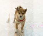 Small Photo #3 Shiba Inu Puppy For Sale in MILWAUKEE, WI, USA