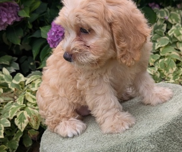 Medium Photo #2 Cavapoo Puppy For Sale in GOSHEN, IN, USA