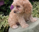 Small #1 Cavapoo