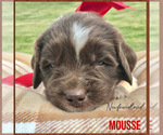 Puppy Mousse Newfoundland