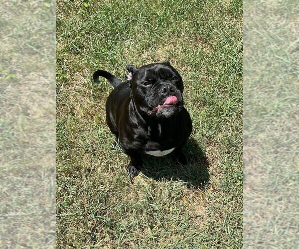 Medium Photo #2 American Pit Bull Terrier Puppy For Sale in Claremore, OK, USA