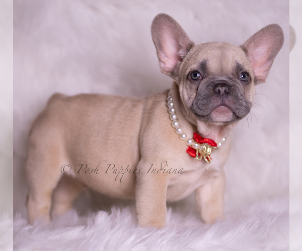 Medium Photo #5 French Bulldog Puppy For Sale in WARSAW, IN, USA