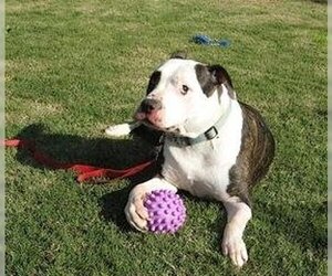 American Bulldog-Unknown Mix Dogs for adoption in Austin, TX, USA