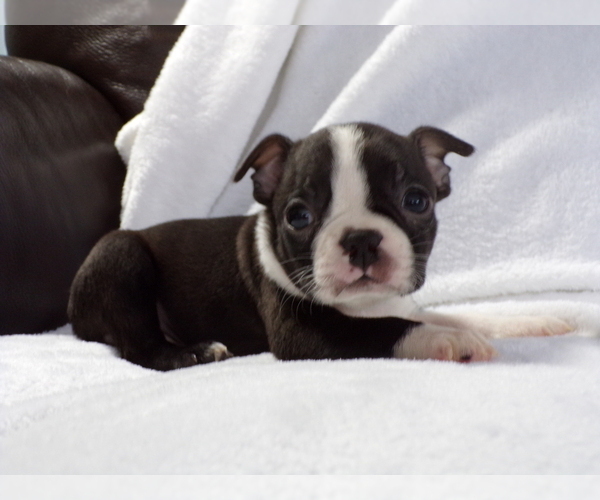 Medium Photo #5 Boston Terrier Puppy For Sale in MONROE, NH, USA
