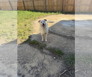 Labsky Dogs for adoption in Jackson, MS, USA