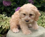 Small #3 Cavapoo