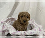 Small Photo #3 Cavapoo Puppy For Sale in CANON CITY, CO, USA