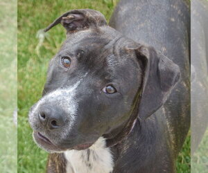 American Staffordshire Terrier-Boxer Mix Dogs for adoption in Huntley, IL, USA