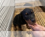 Puppy Purple or Bruce Rottweiler