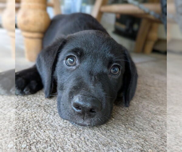 Medium Photo #5 Golden Retriever-Unknown Mix Puppy For Sale in Vail, AZ, USA