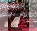 Small Photo #6 American Pit Bull Terrier-Unknown Mix Puppy For Sale in Germantown, OH, USA