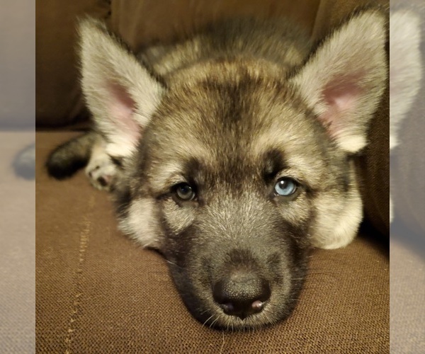 View Ad German Shepherd DogSiberian Husky Mix Puppy for Sale near New
