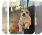 Draco - Male Chug Dog for Adoption - Small photo