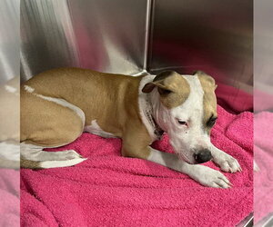American Staffordshire Terrier-Unknown Mix Dogs for adoption in Tavares, FL, USA