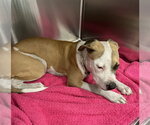 Small American Staffordshire Terrier Mix