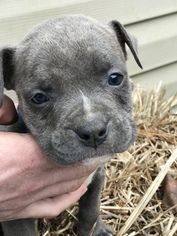 Medium Olde English Bulldogge