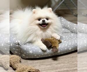 Father of the Pomeranian puppies born on 05/13/2022