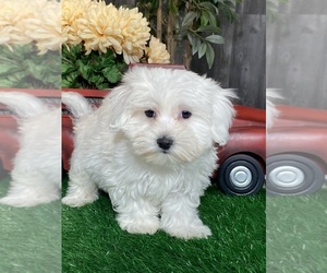 Coton de Tulear Puppy for sale in CANOGA, NY, USA