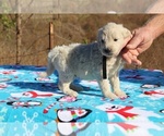 Small Photo #22 Goldendoodle Puppy For Sale in UNION CITY, TN, USA