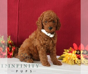 Goldendoodle Puppy for sale in GORDONVILLE, PA, USA
