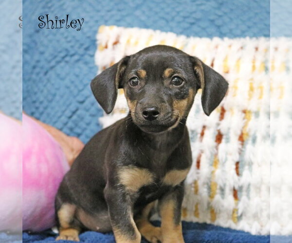 Medium Photo #3 Chiweenie Puppy For Sale in Wakefield, RI, USA
