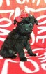Small #2 Boston Terrier-Poodle (Toy) Mix