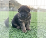 Small #12 German Shepherd Dog