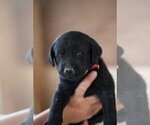 Small Photo #3 Labrador Retriever Puppy For Sale in LINCOLN UNIV, PA, USA