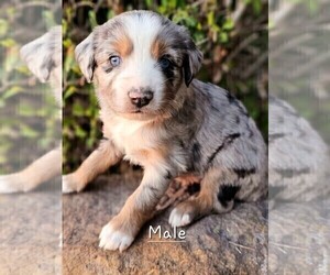 Miniature Australian Shepherd Puppy for sale in TAYLOR, TX, USA