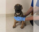 Small #1 American Pit Bull Terrier Mix