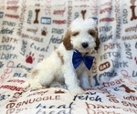 Tofu - Male Poodle (Miniature) Puppy for Sale - Photo #7