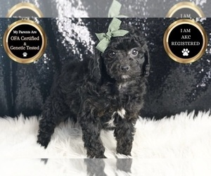 Medium Poodle (Toy)