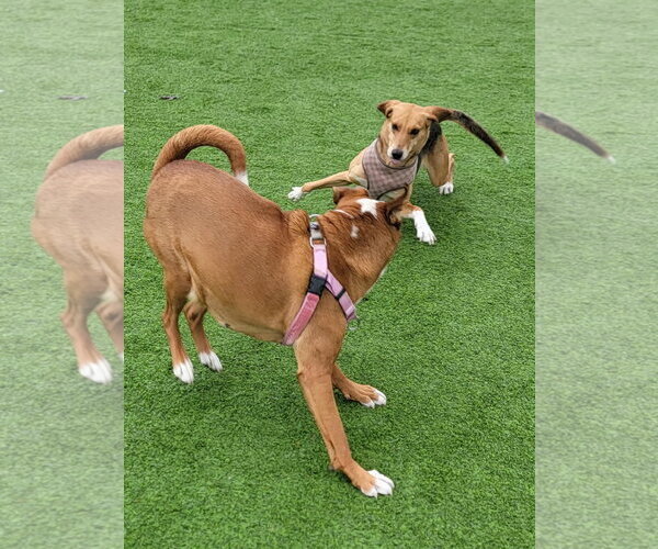 Medium Photo #4 American Foxhound-Unknown Mix Puppy For Sale in Oakhurst, NJ, USA